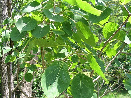 Populus grandidentata.JPG