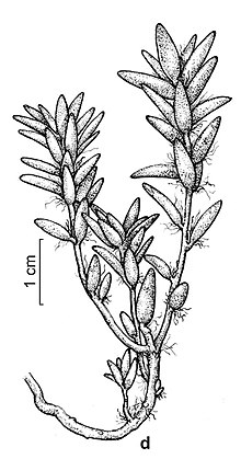 Portulaca sedifolia.jpg