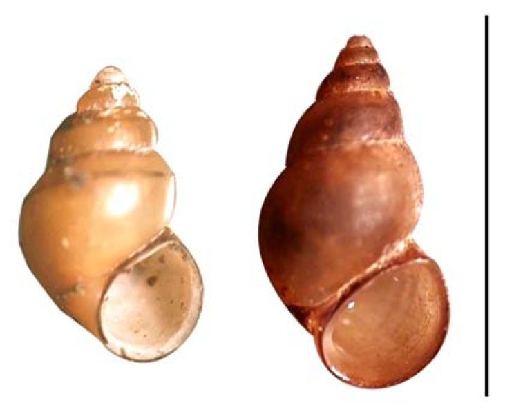 File:Potamopyrgus antipodarum shell.png