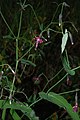 Prenanthes purpurea