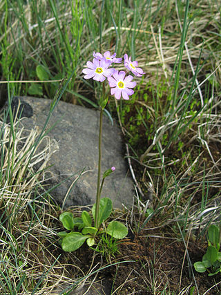 <i>Primula nutans</i> Species of flowering plant