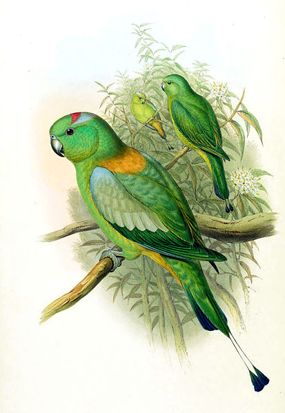 File:Prioniturus platurus.jpg