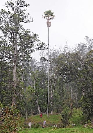 <i>Pritchardia schattaueri</i> Species of palm