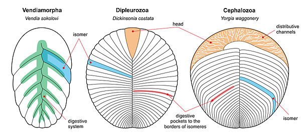 Examples of the classes Proarticulata, including reconstructions of Vendia sokolovi, Dickinsonia costata and Yorgia waggoneri. Proarticulata Classes.jpg