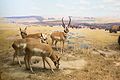 Pronghorn antelope (22596356499).jpg