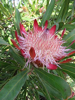 <i>Protea susannae</i> Species of flowering plant in the family Proteaceae