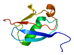 Ақуыз UBL4A PDB 2dzi.png