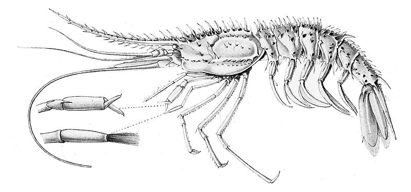Psalidopodoidea