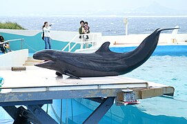 Fausse orque de l'aquarium Churaumi d'Okinawa (Japon).