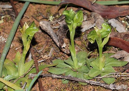 Whole plant of P. cycnocephala Pterostylis cycnocephala.jpg