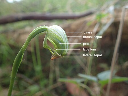 Labelled image of P. hispidula flower Pterostylis hispidula (labelled).jpg