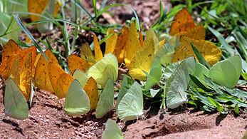 Puddling sulphur butterflies.JPG