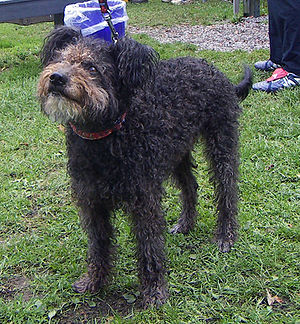 Pumi (breed of dog)