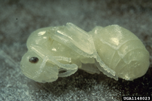 Pupa of a queen Pupae of an S. invicta queen.png