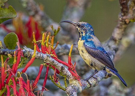 Purple Sunbird