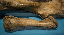 Pygmy mammoth humerus bone, next to that of a Columbian mammoth Pygmy mammoth humerus - Cleveland Museum of Natural History - 2014-12-26.jpg