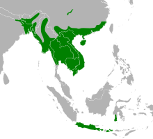 Where Are Burmese Pythons Found?