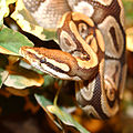 Python royal (rettile)