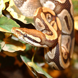 Królewski pyton (Python regius)