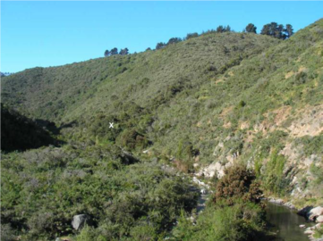 Bosque relicto de Olivillo en la ladera de la Quebrada de Cordova, está rodeado por bosque y matorral esclerófilo