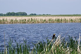 Ramsey County is beautiful “pothole country” In the center of the migratory bird flyway.