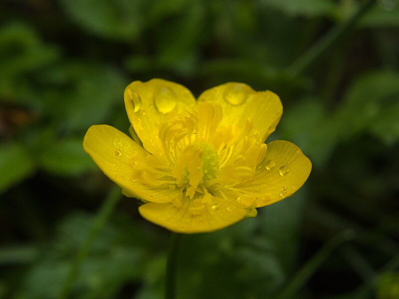 Ranunculus repens