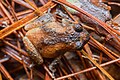 Raorchestes parvulus, Dwarf bush frog (female) - Phu Kradueng National Park
