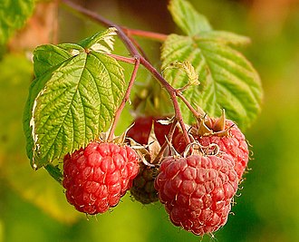 An orchard of raspberries had been killed by the negligent application of Roundup to a couch grass infestation. Raspberries (Rubus Idaeus).jpg