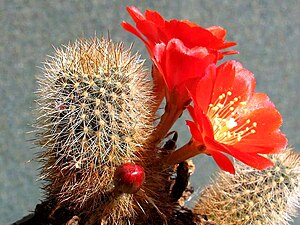 Rebutia deminuta subsp.  kupperiana