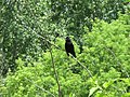 Thumbnail for File:Red-Winged Blackbird Singing.jpg