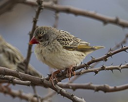 Macho de Q. q. lathamii fóra da época de celo