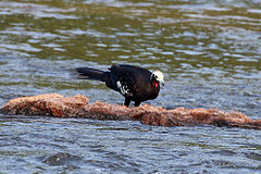 Description de l'image Red-throated piping guan (Pipile cujubi).JPG.