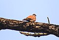 Red turtle dove at Chitwan National Park.jpg