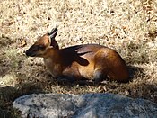 Redflankedduiker.jpg 