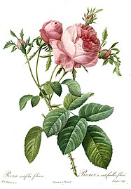Redouté, Rosa centifolia foliacea.