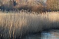 Reed beds - River Nadder at Harnham.jpg