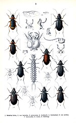 Thumbnail for Nebria rufescens