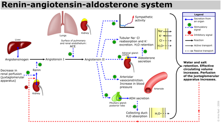 hormone i hipertenzija