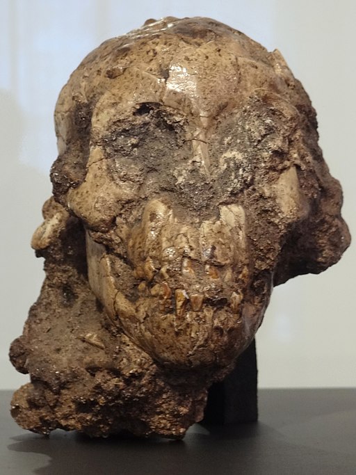 Cráneo de Selam, la Niña de Dikika