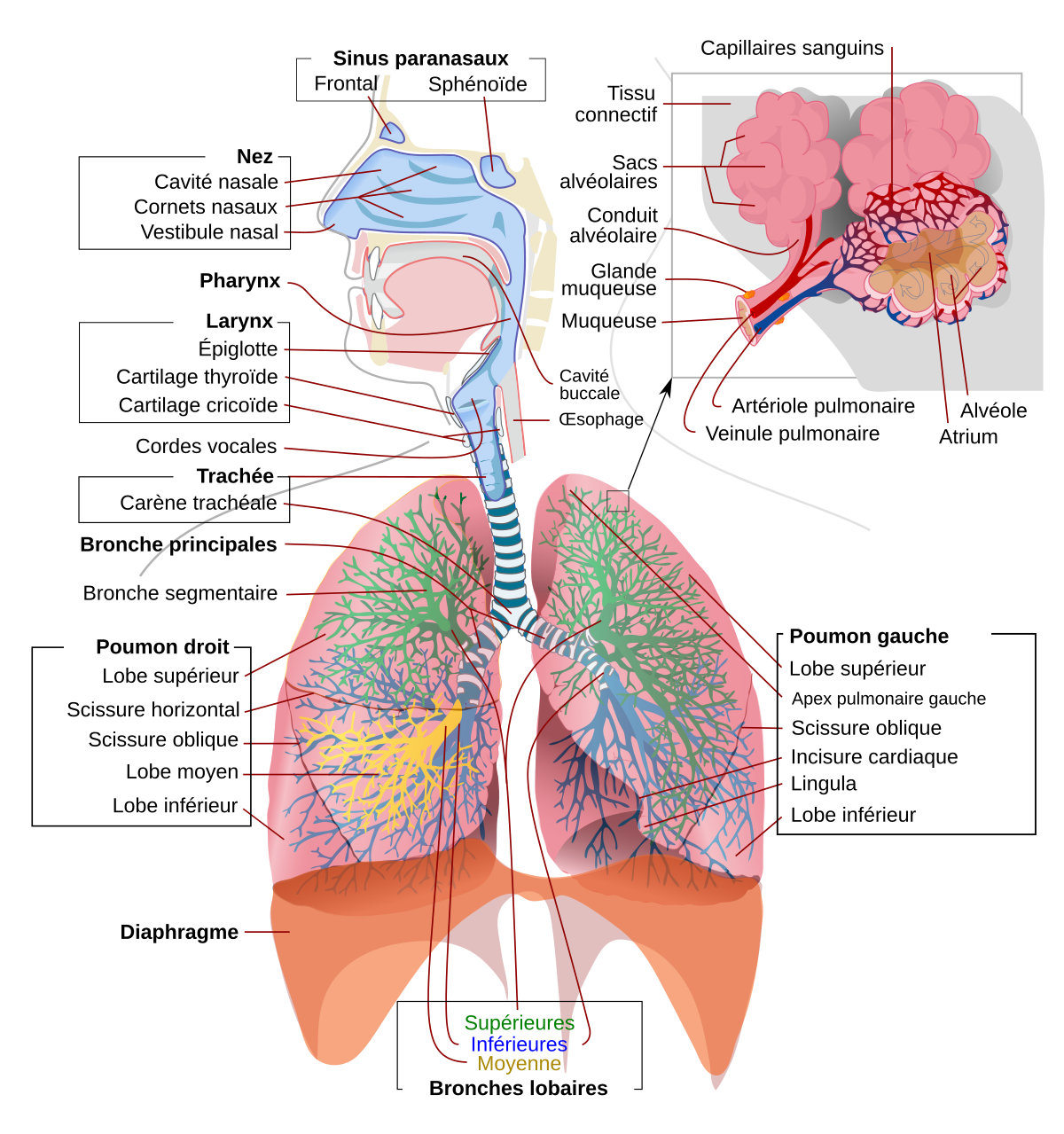 système respiratoire — Wiktionnaire, le dictionnaire libre