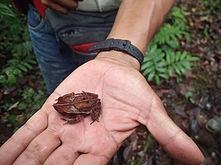 <i>Rhinella roqueana</i> Species of amphibian