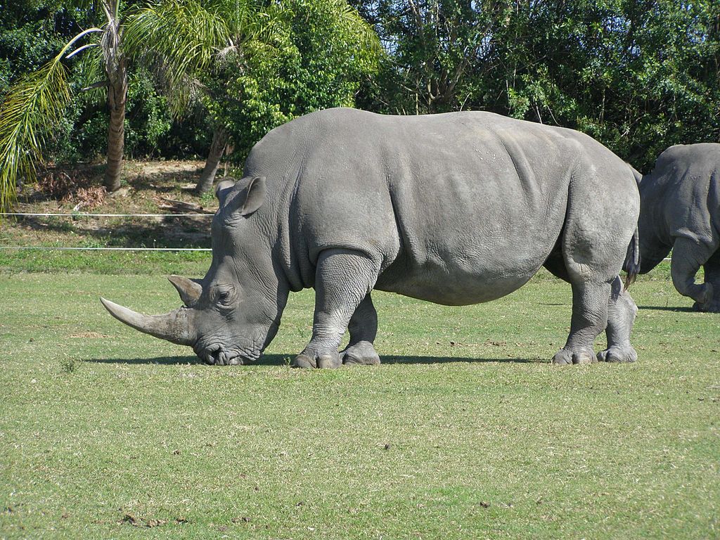 File:Rhino animal  - Wikimedia Commons
