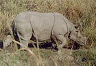 Rhino