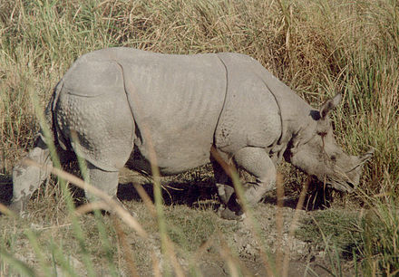 The famous Rhinoceros of Assam in Kaziranga