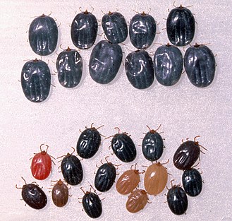 Engorged nymphs of Rhipicephalus appendiculatus showing effects of cattle immune resistance; top rows nymphs fed on nonimmune host, bottom rows nymphs of reduced mass that fed on an immune host. Rhipicephalus-appendiculatus-nymphs-cattle-resistance.jpg