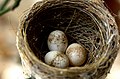 Гнездо с кладкой яиц