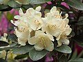 Rhododendron 'Lachsgold', Różanecznik 'Lachsgold', 2022-05-22