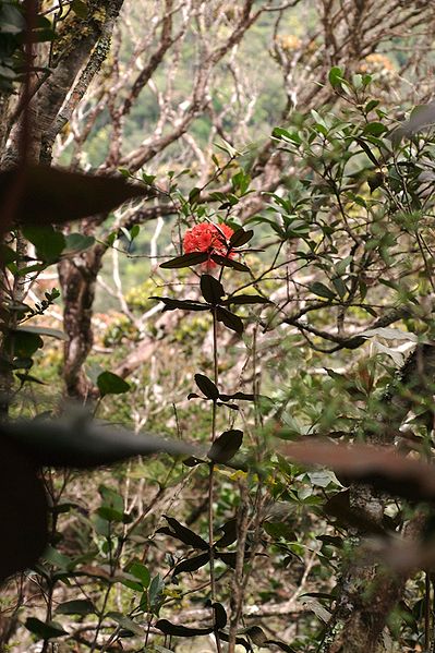 File:Rhododendron fallacinum.jpg