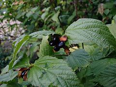 Rhodotypos scandens, a Japanese shrub with fruits high in toxic amygdalin