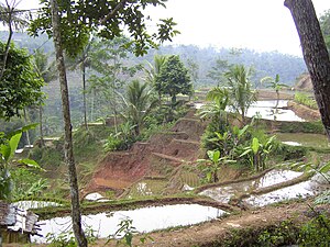 Terasaj rizkampoj en Javo, Indonezio.